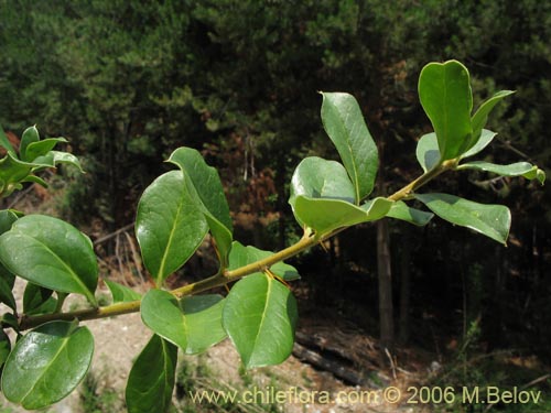 Imágen de Dasyphyllum diacanthoides (Trevo / Palo santo / Palo blanco / Tayu). Haga un clic para aumentar parte de imágen.